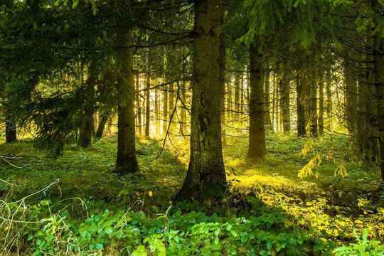 О необходимости предоставления отчетности по воспроизводству лесов и лесоразведению