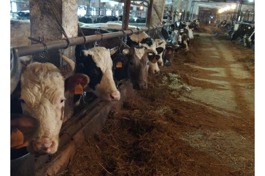 В сельскохозяйственных организациях Порецкого муниципального округа продолжается зимовка скота