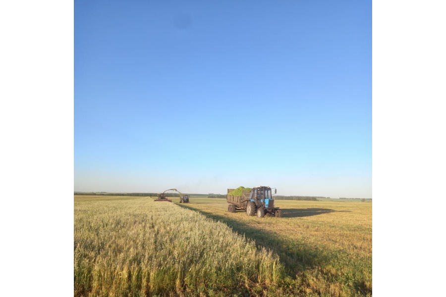 В Шемуршинском муниципальном округе продолжаются работы по заготовке кормов.