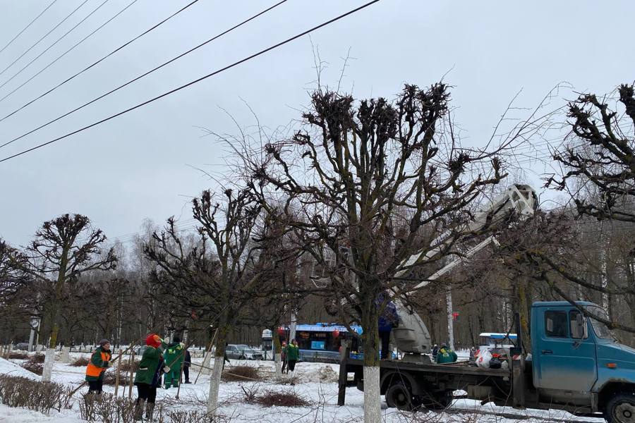 В Чебоксарах продолжается формовочная обрезка деревьев