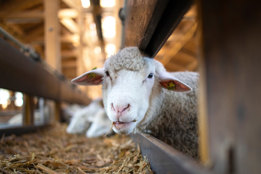 Минсельхоз утвердил новые ветеринарные правила для овцеводства