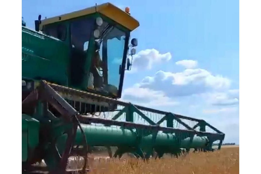 Аграрии Шемуршинского муниципального округа начали уборку зерновых