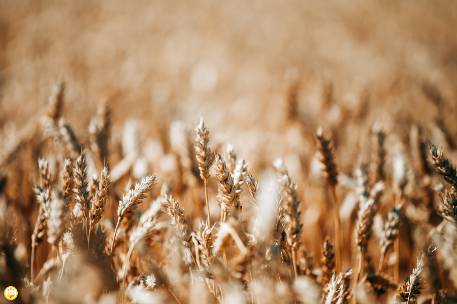 Более тысячи агропредприятий Чувашии вовлечены в процесс цифровизации рынка зерна