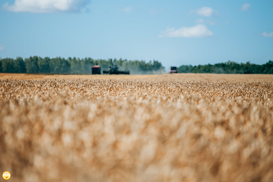 На каждую тонну реализованного в Чувашии зерна государство выплатило аграриям около 1,5 тысяч рублей