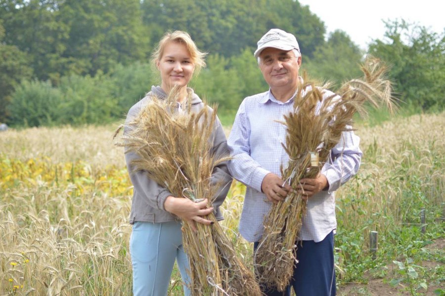 Новый сорт яровой тритикале «Нарспи» вывели ученые-агрономы Чувашского ГАУ
