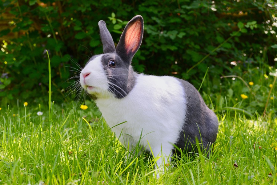 Что надо знать о болезнях кроликов?