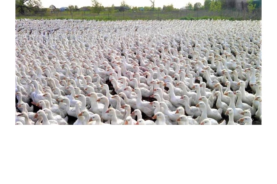 70% гусей в России – родом из Чувашии, производится птица в таком масштабе в ООО «Вурнарец»